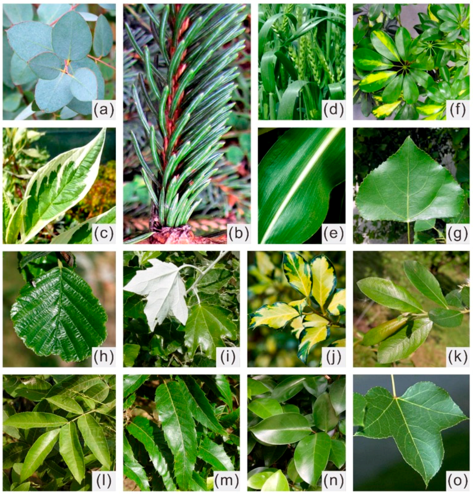 Remotesensing 11 01572 g0a1 Remotesensing 11 01572 g0a1