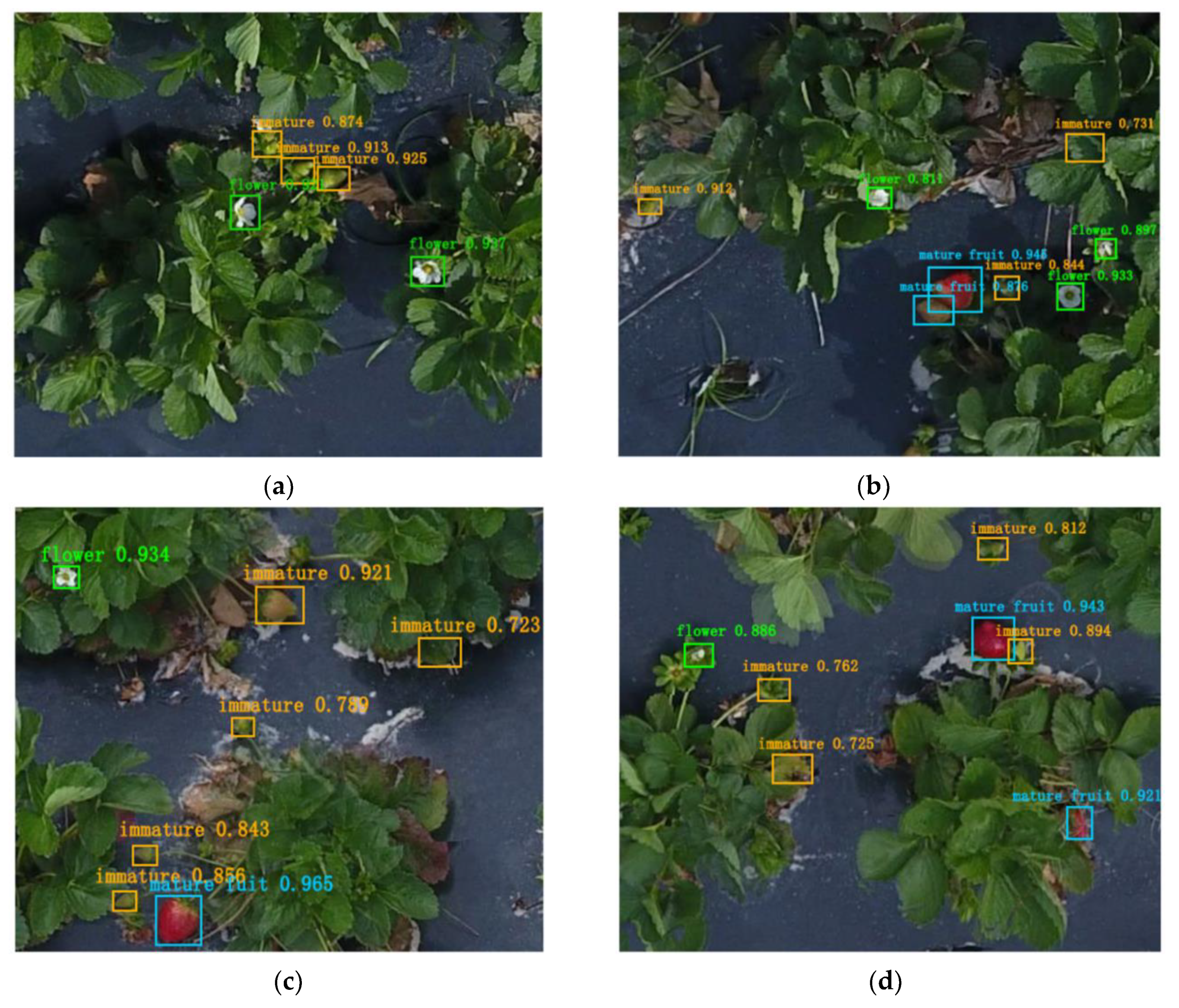Remote Sensing Free Full Text Strawberry Yield Prediction