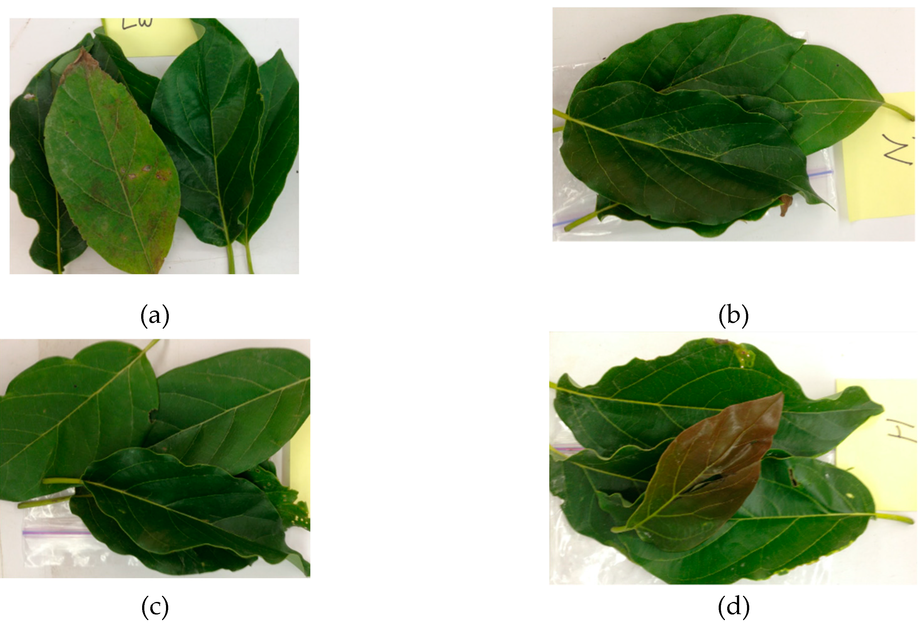 Remotesensing 11 01748 g001