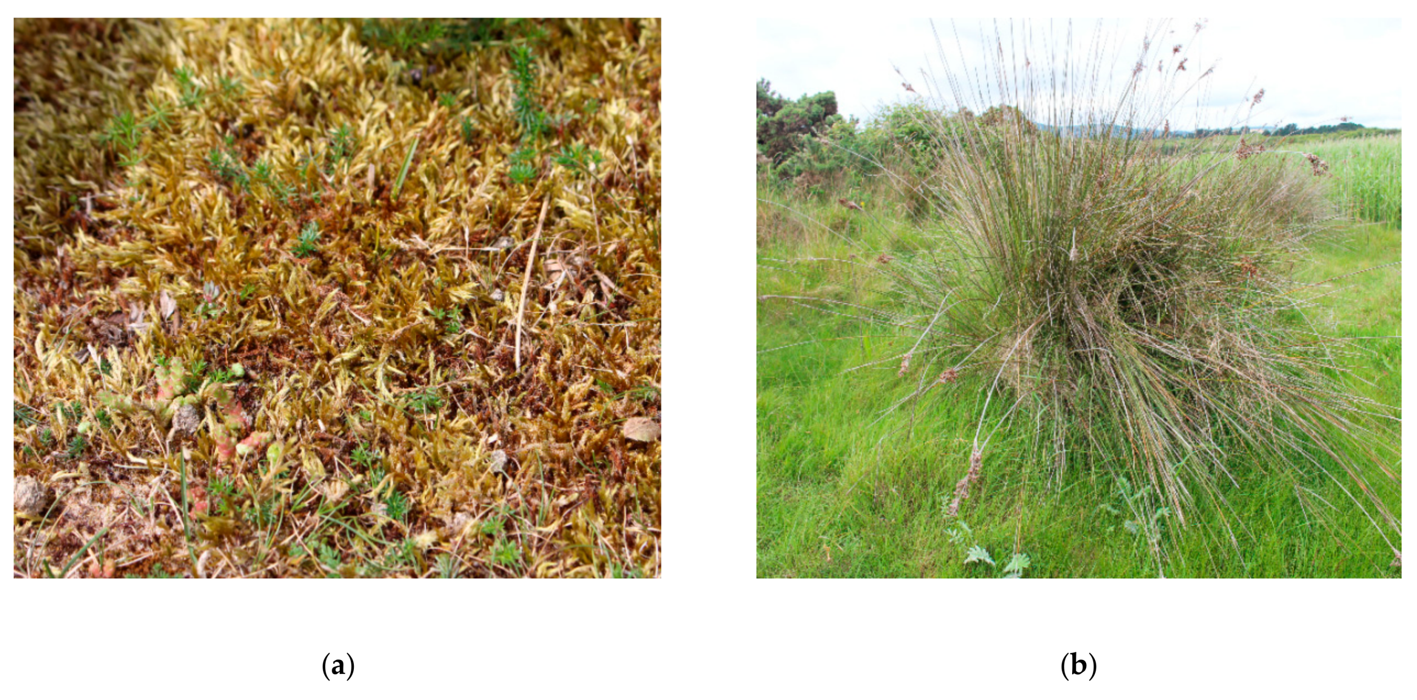 Remotesensing 11 01814 g004a