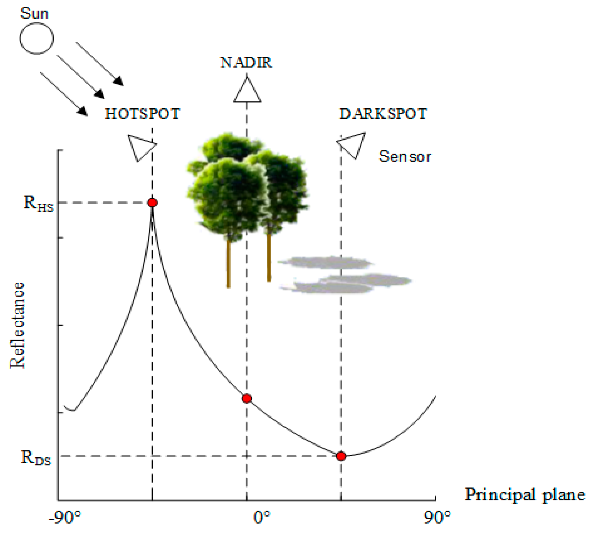 Estimating Forest Canopy Height Using MODIS BRDF Data