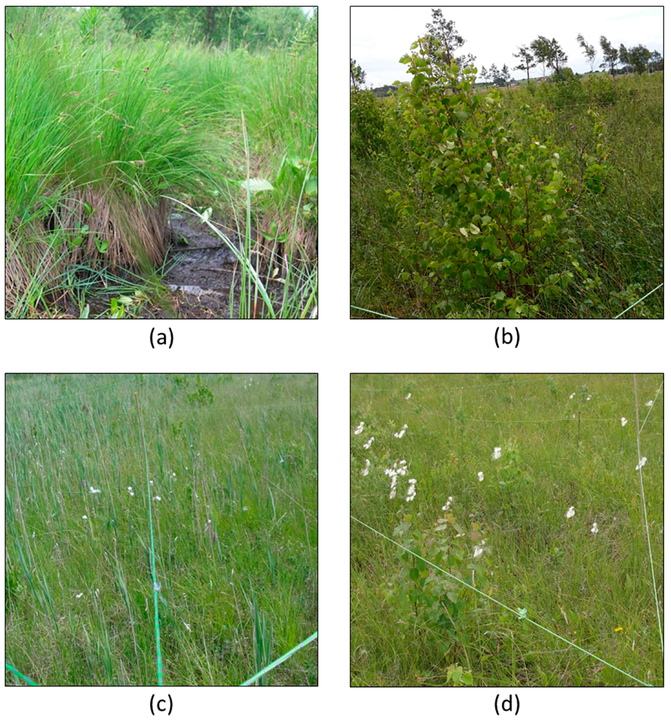 Remotesensing 11 02538 g003 Remotesensing 11 02538 g003