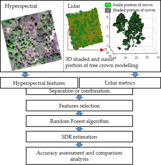 Remote Sensing Free Full Text Detection Of Pine Shoot Beetle Psb Stress On Pine Forests At Individual Tree Level Using Uav Based Hyperspectral Imagery And Lidar Html