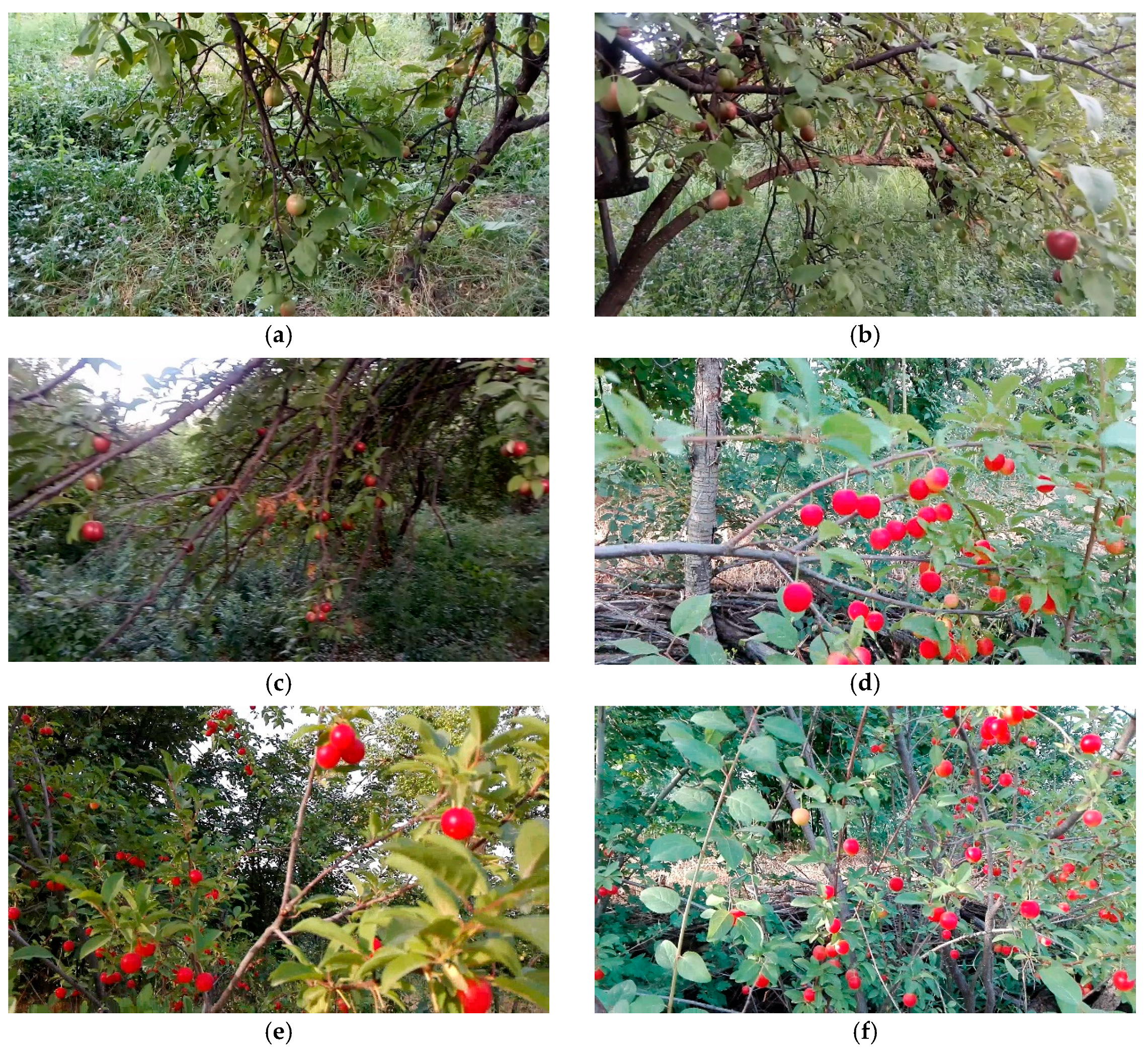 Remotesensing 11 02546 g002a