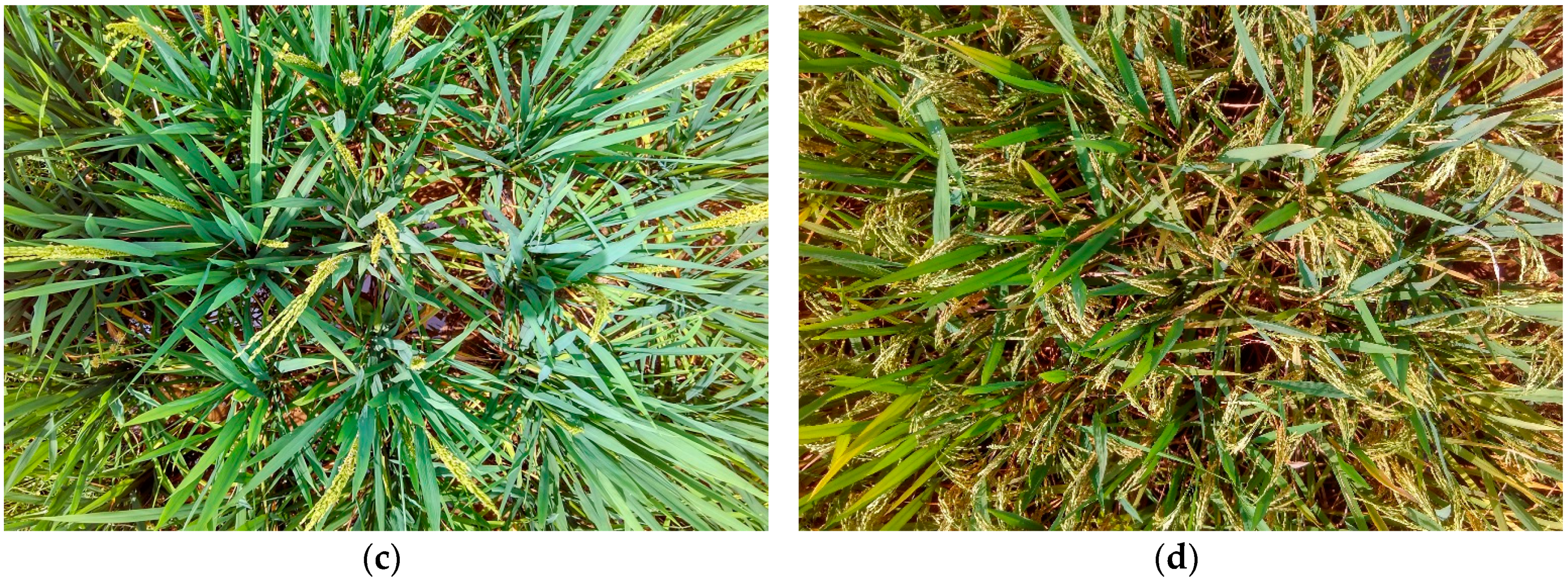 Remotesensing 11 02640 g003b Remotesensing 11 02640 g003b