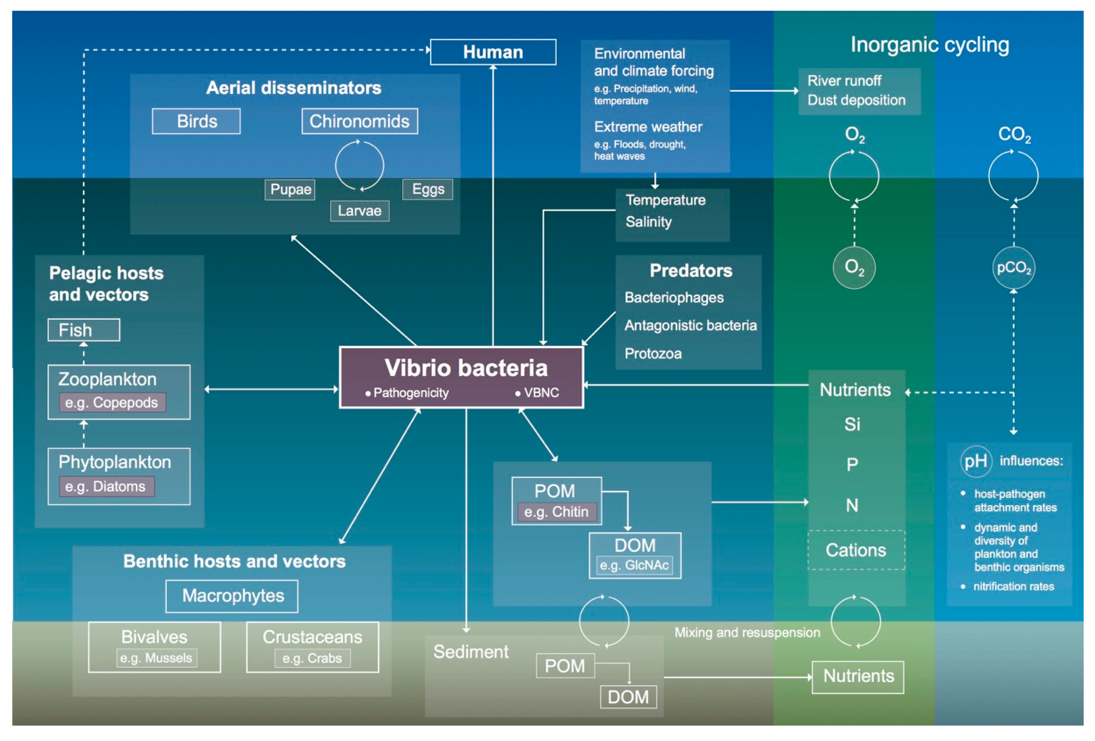 Remote Sensing | Free Full-Text | Environmental Reservoirs of Vibrio cholerae: Challenges and Opportunities for Remote Sensing | HTML