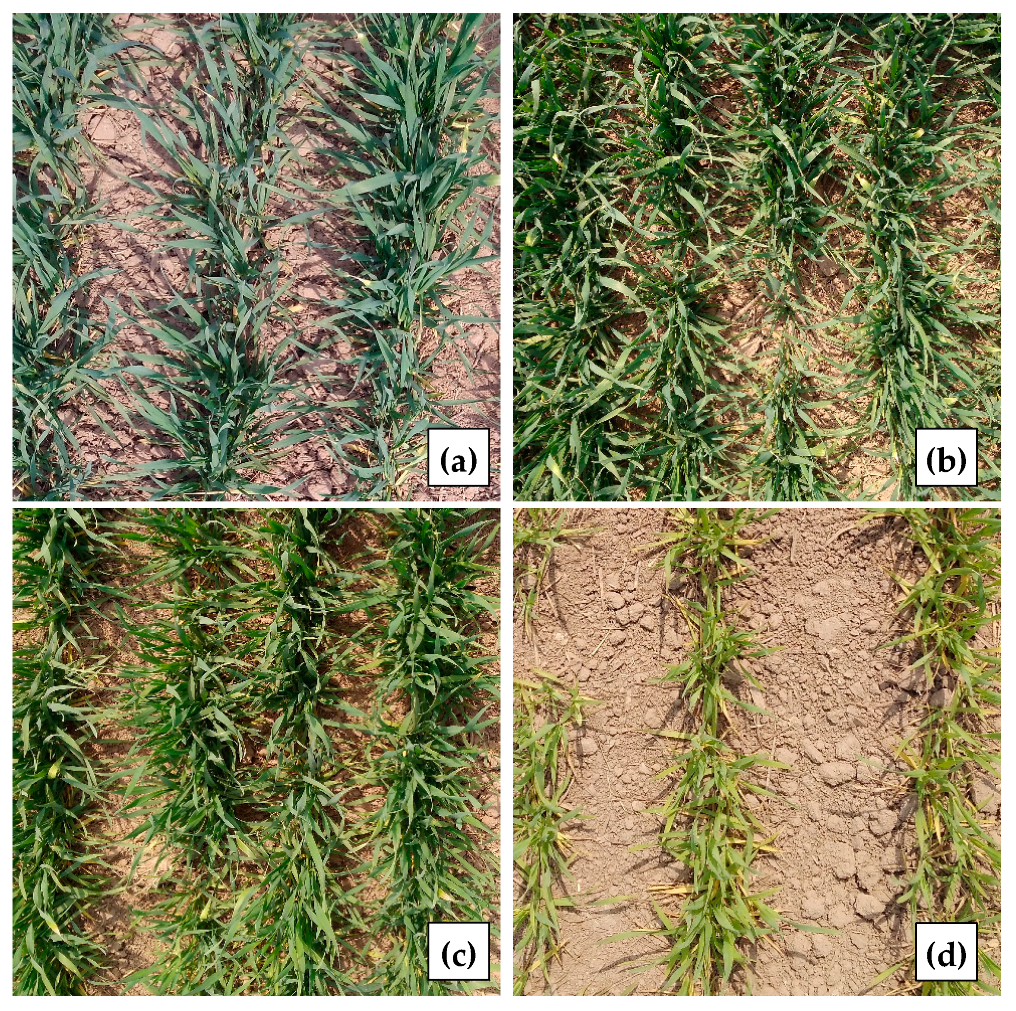 Remotesensing 12 00095 g003 Remotesensing 12 00095 g003