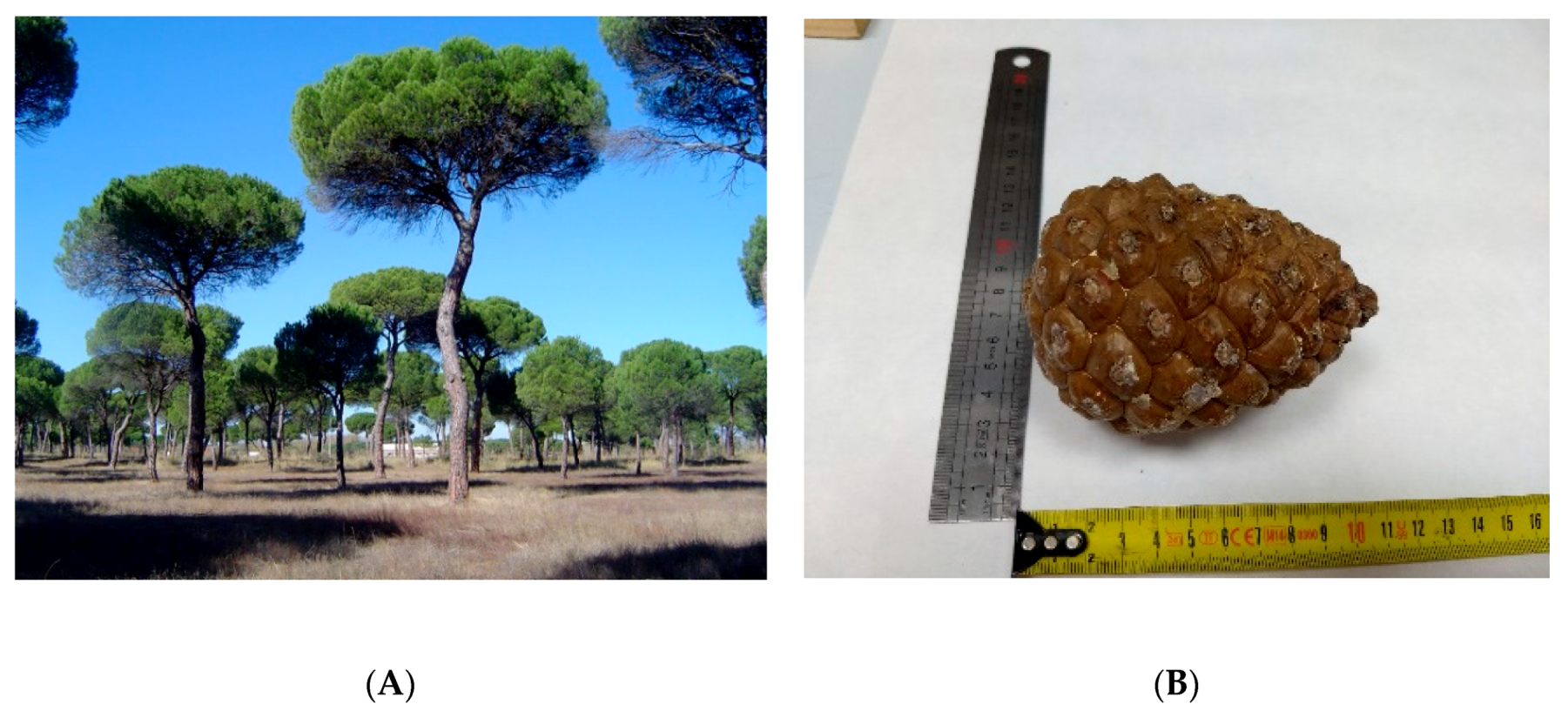 Remotesensing 12 00173 g001