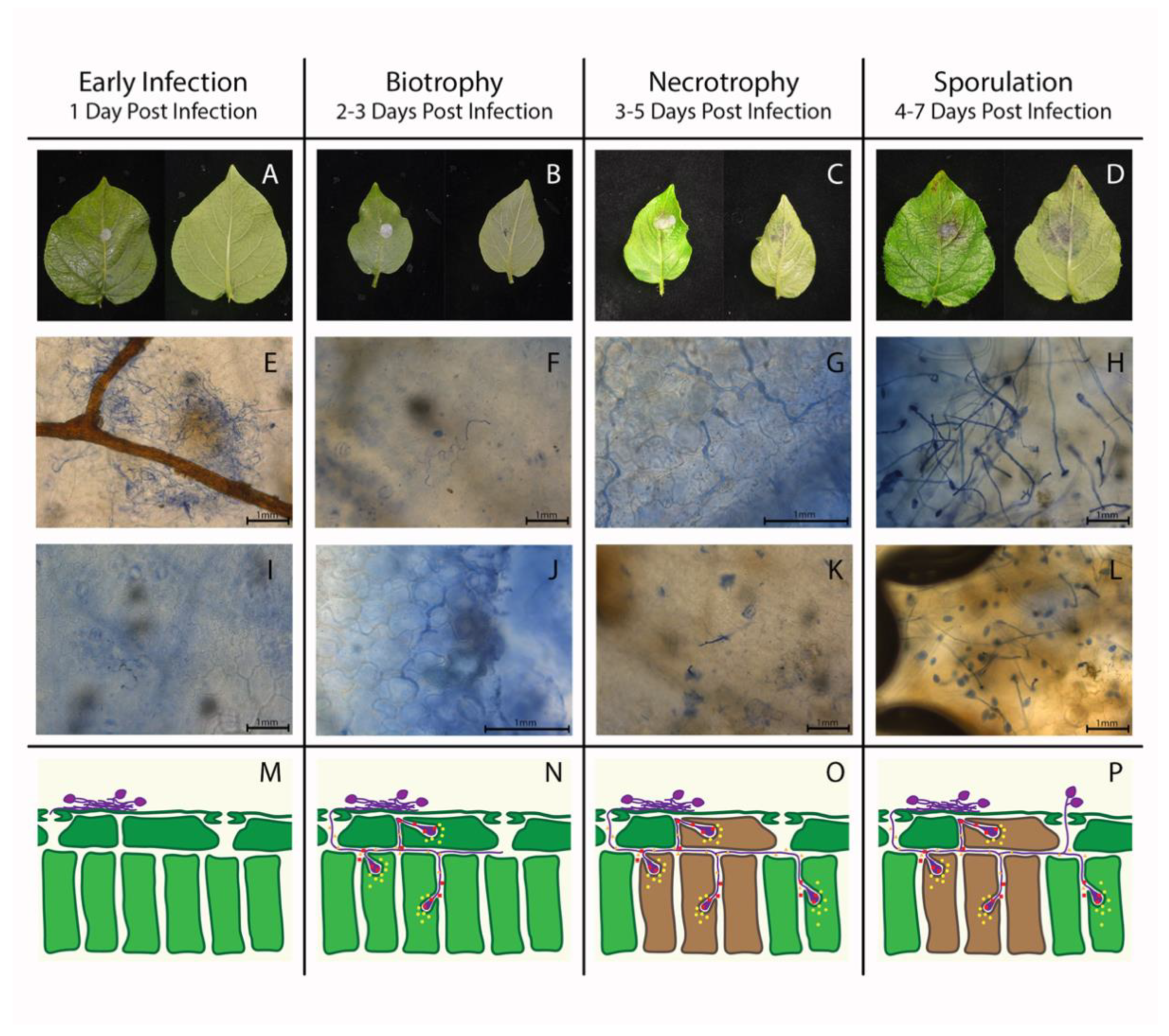 Remotesensing 12 00286 g001