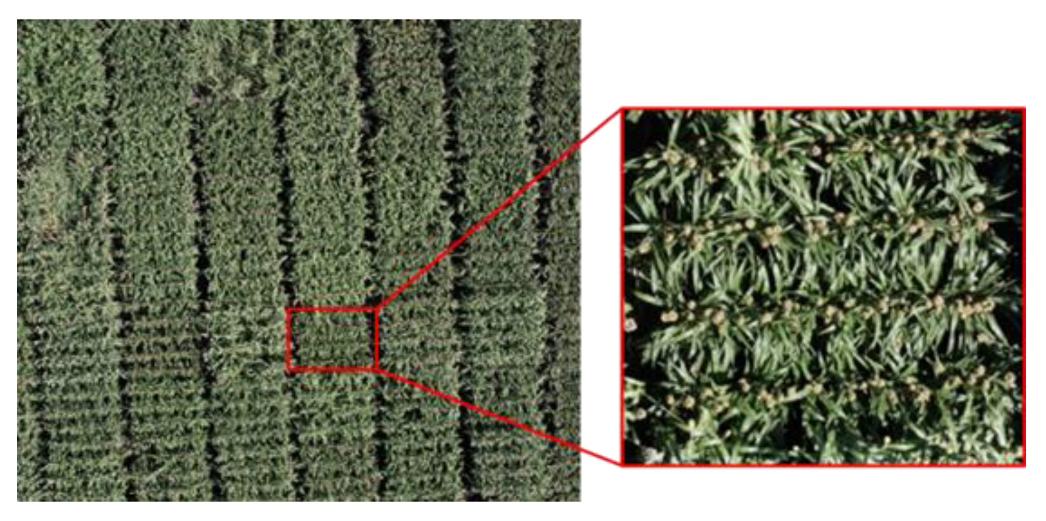 Remotesensing 12 00351 g001 Remotesensing 12 00351 g001