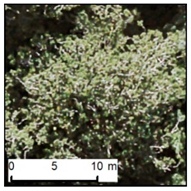 Remotesensing 12 00926 i009 Remotesensing 12 00926 i009