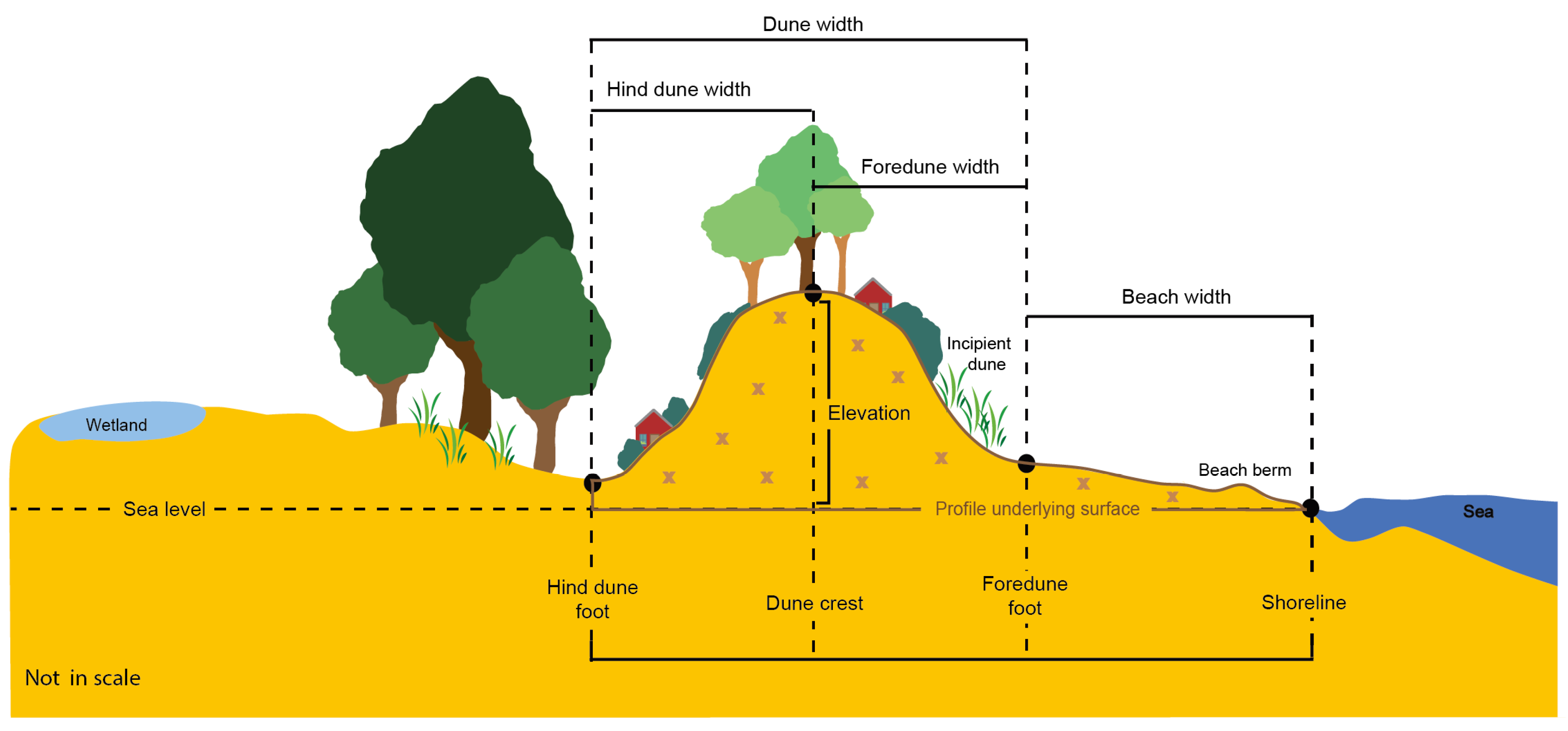 Remote Sensing | Free Full-Text | Exploring the Dunes: The Correlations  between Vegetation Cover Pattern and Morphology for Sediment Retention  Assessment Using Airborne Multisensor Acquisition