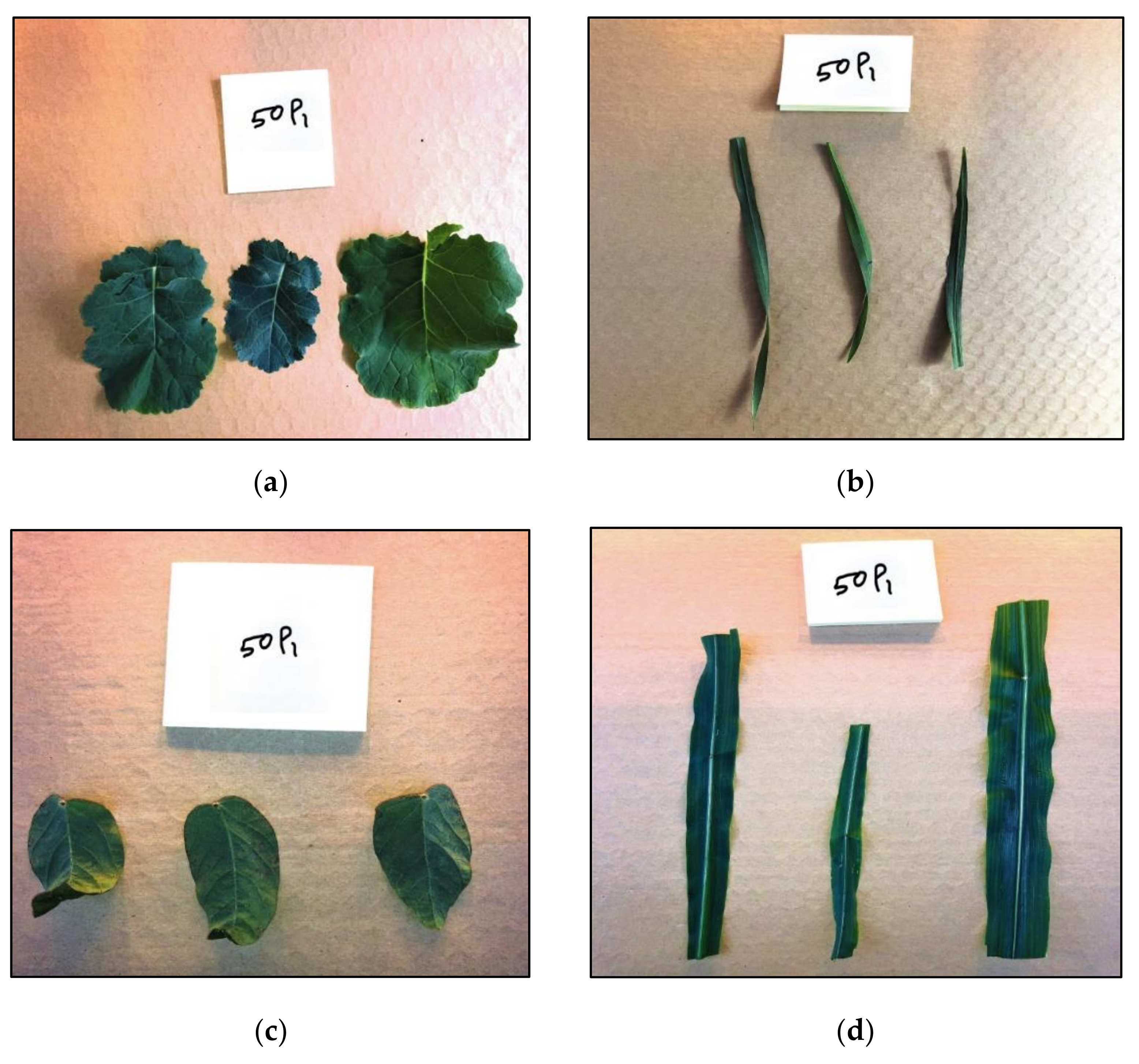 Remotesensing 12 01753 g002 Remotesensing 12 01753 g002
