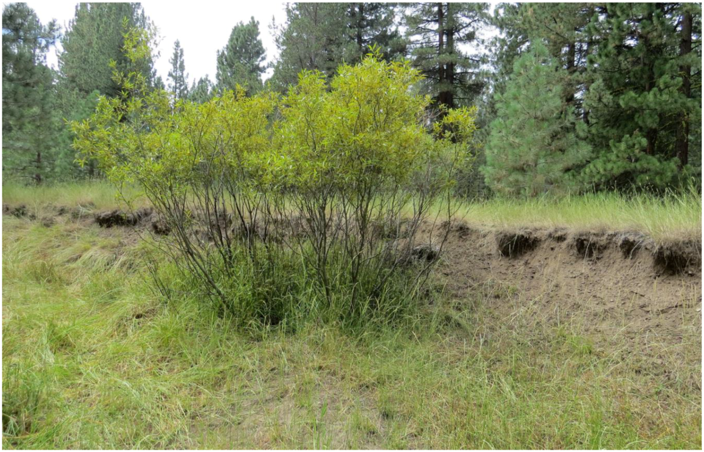 Remotesensing 12 01828 g004