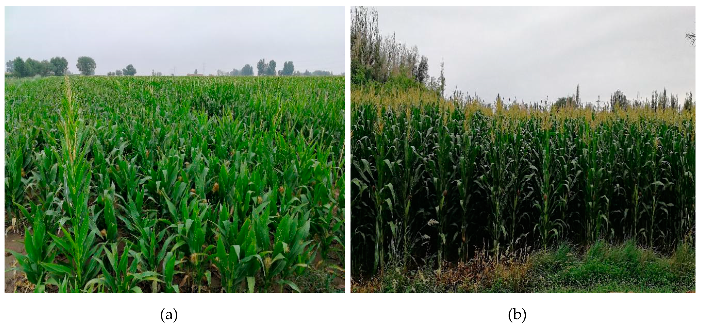 Remotesensing 12 02140 g005 Remotesensing 12 02140 g005