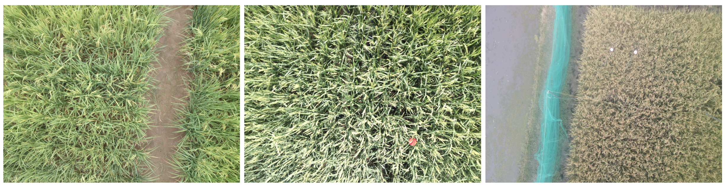 Remotesensing 12 02683 g005