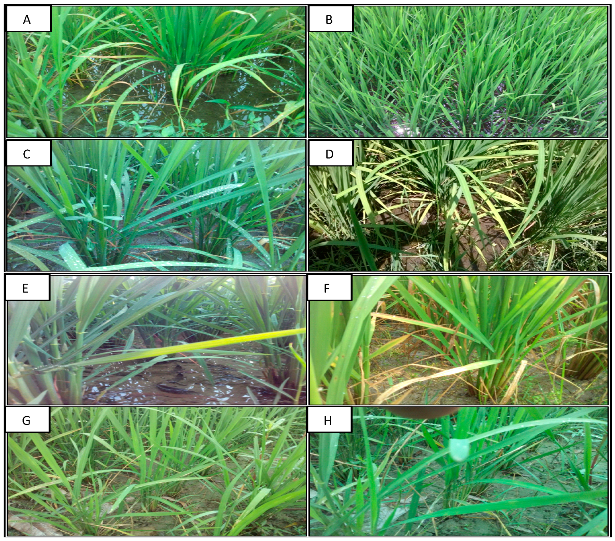 Remotesensing 12 02686 g008