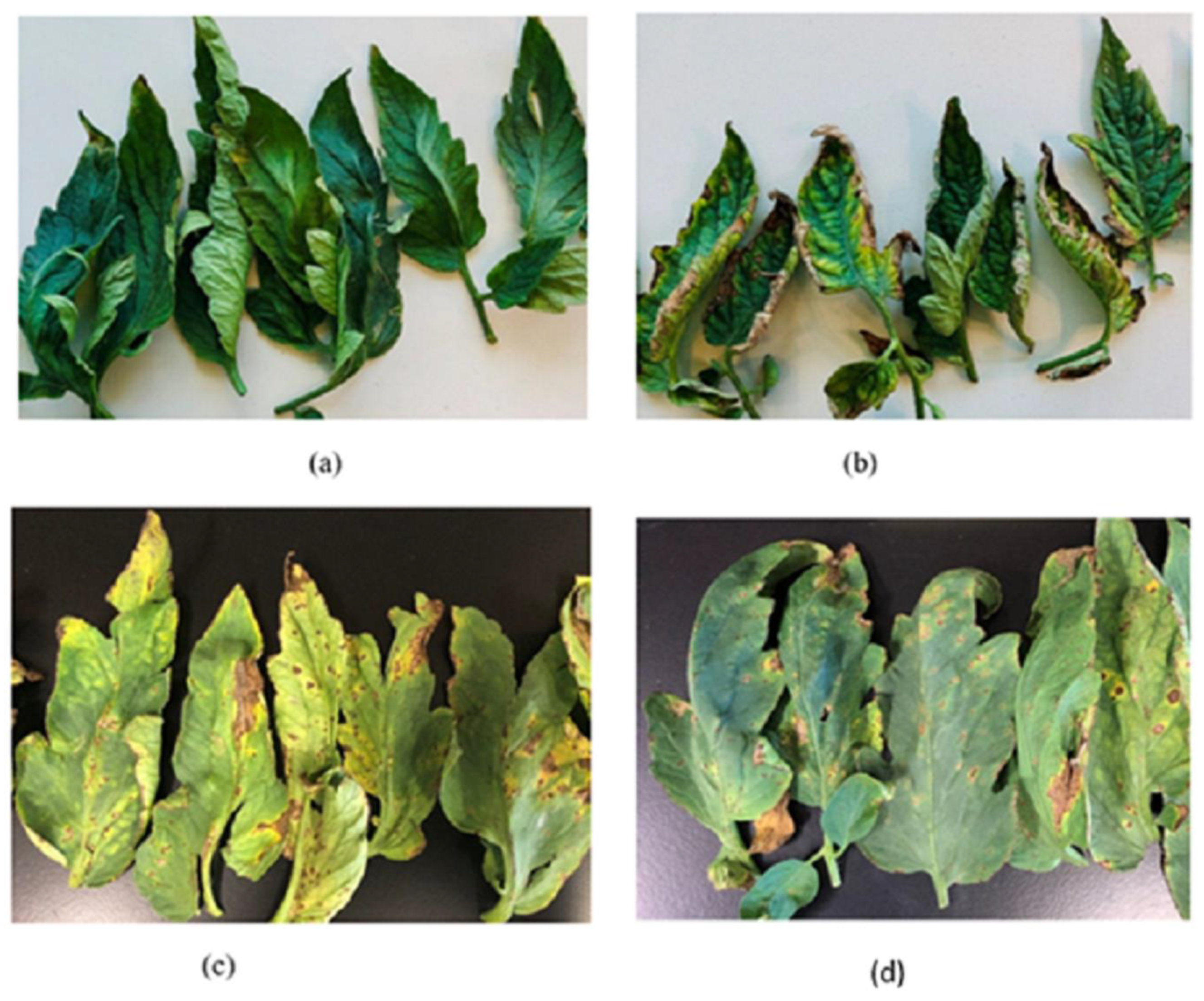 Remotesensing 12 02732 g001