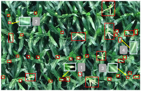 A-Field Generation and Detection of Optical Vortices with Multiple