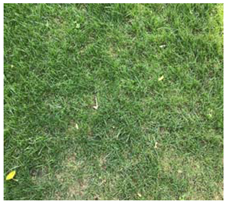 Remotesensing 12 03393 i010