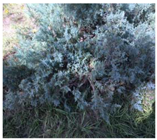 Remotesensing 12 03393 i013