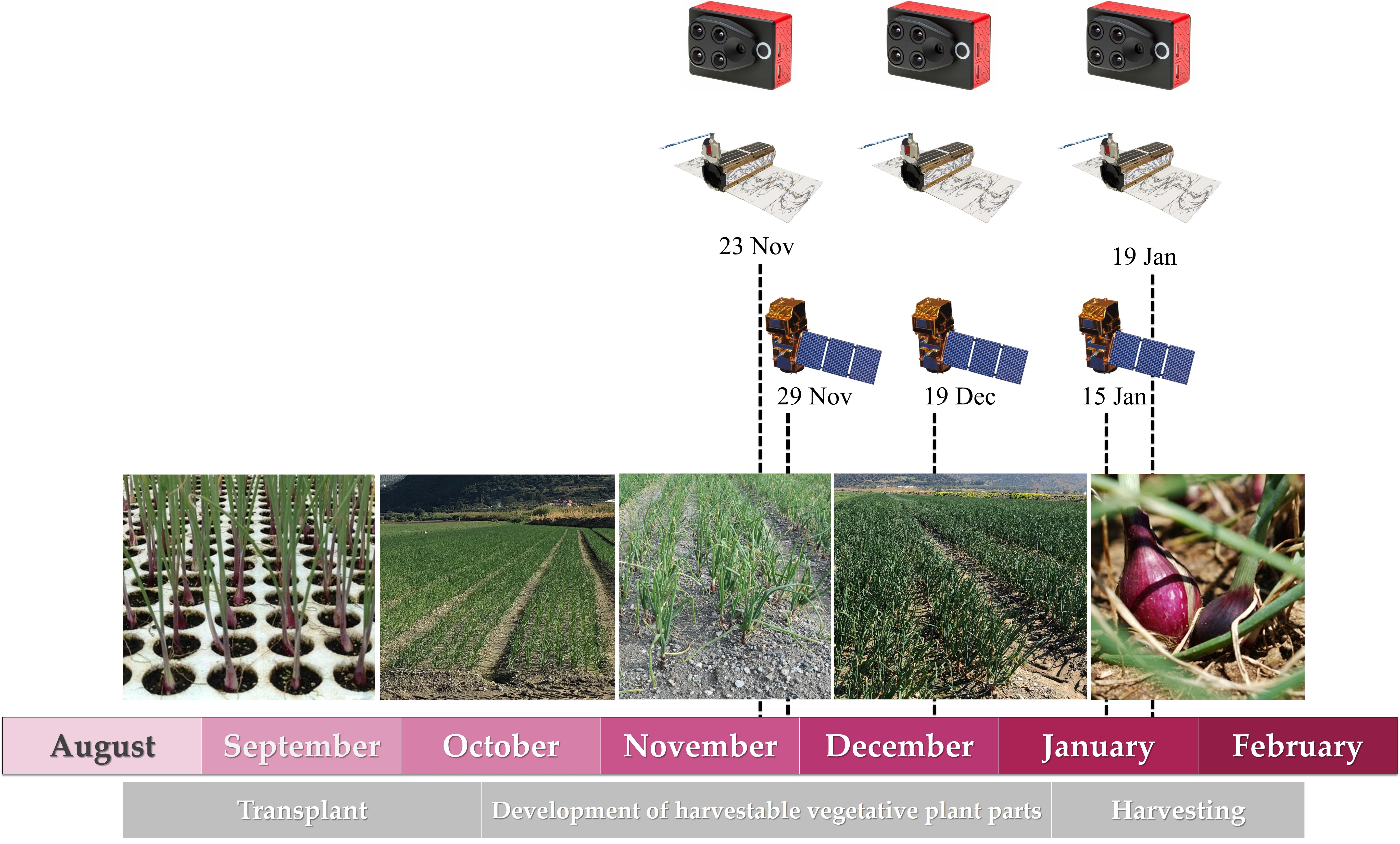 Remote Sensing Free Full Text A Comparison Of Uav And Satellites Multispectral Imagery In Monitoring Onion Crop An Application In The Cipolla Rossa Di Tropea Italy Html Remote Sensing Free Full Text A Comparison Of Uav And Satellites Multispectral Imagery In Monitoring Onion Crop An Application In The Cipolla Rossa Di Tropea Italy Html