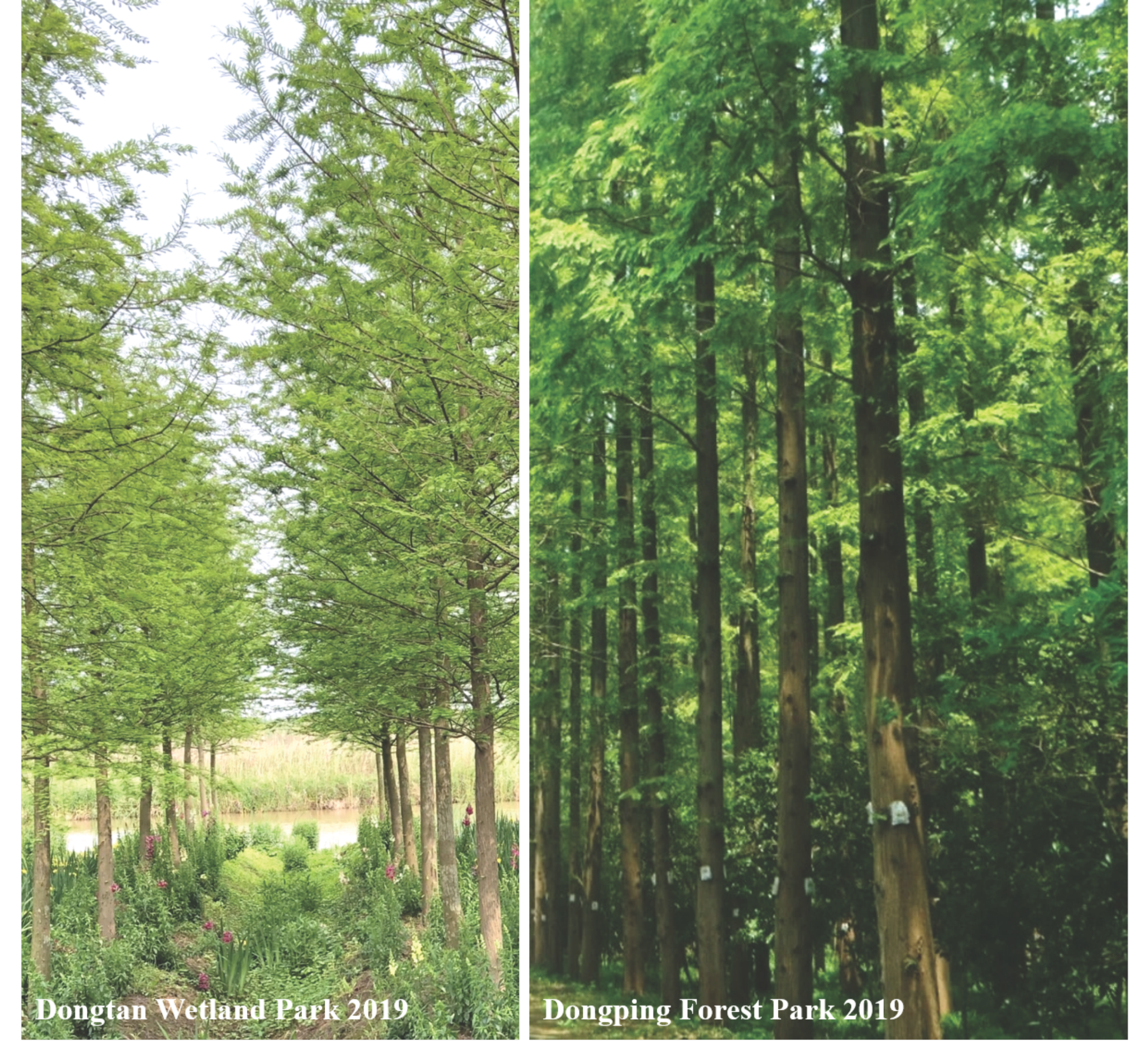 Remotesensing 12 03438 g002