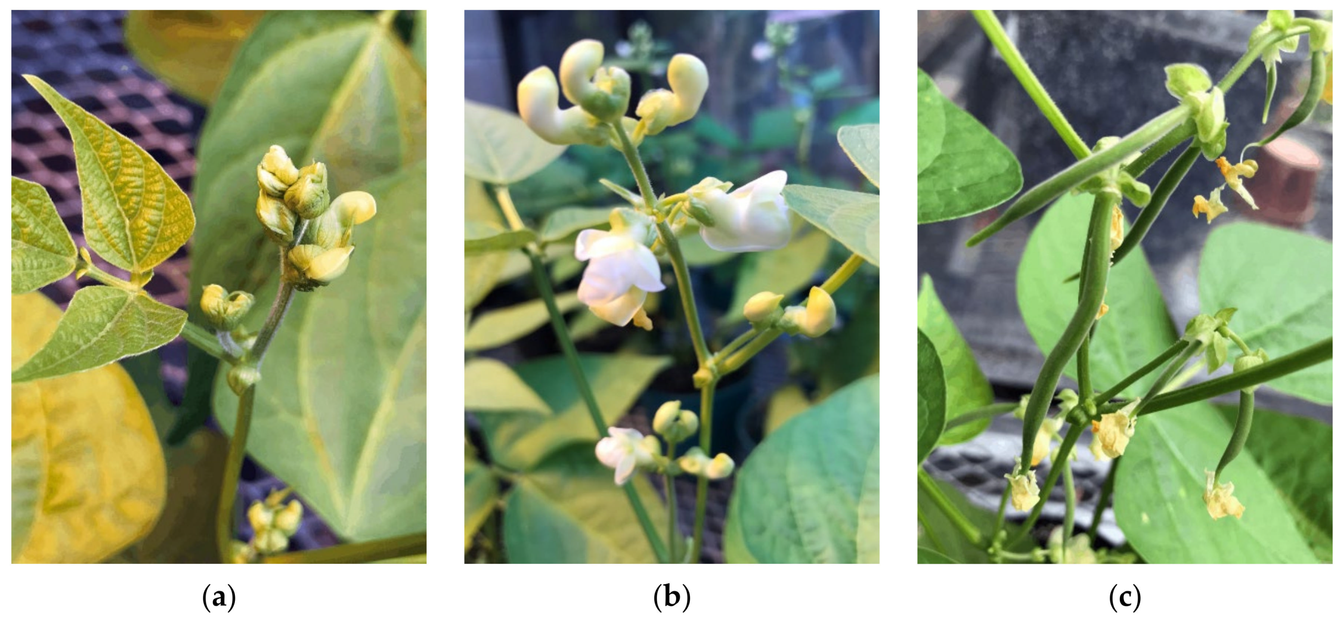 Remotesensing 12 03809 g002