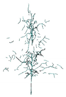 Remotesensing 12 03824 i002