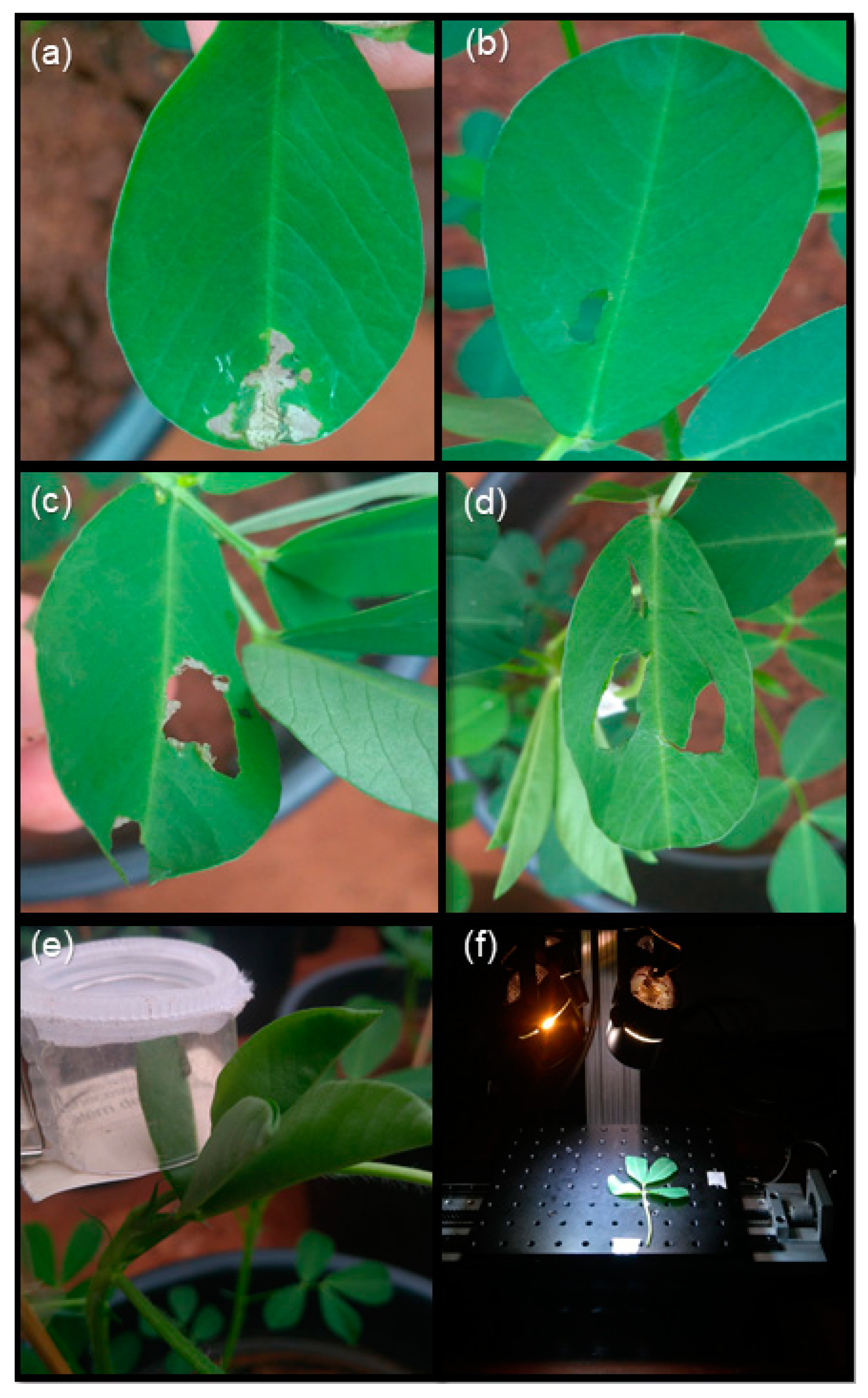 Remotesensing 12 03828 g001 Remotesensing 12 03828 g001