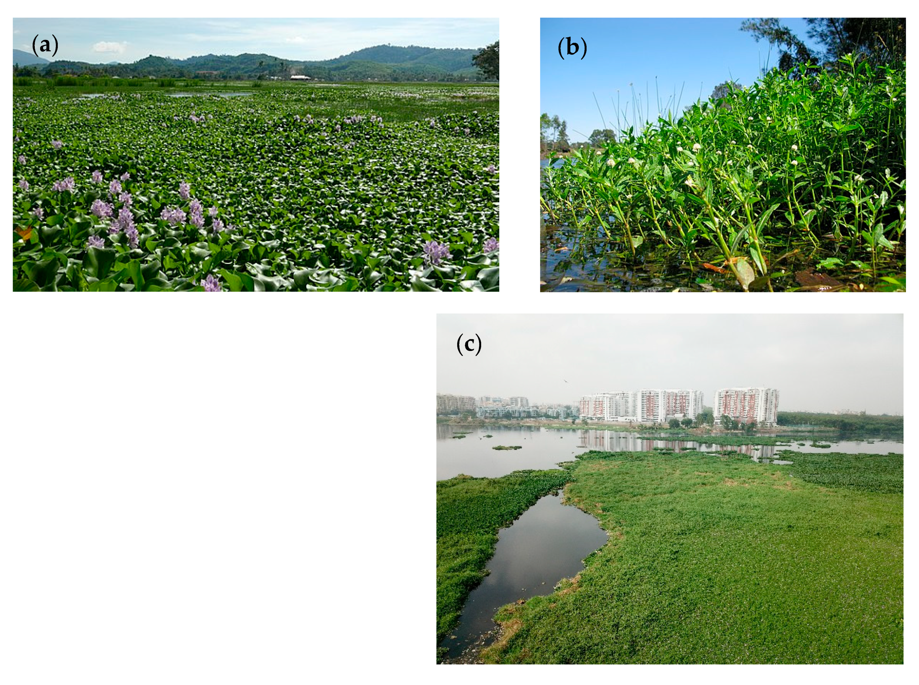 Remotesensing 12 03843 g001 Remotesensing 12 03843 g001