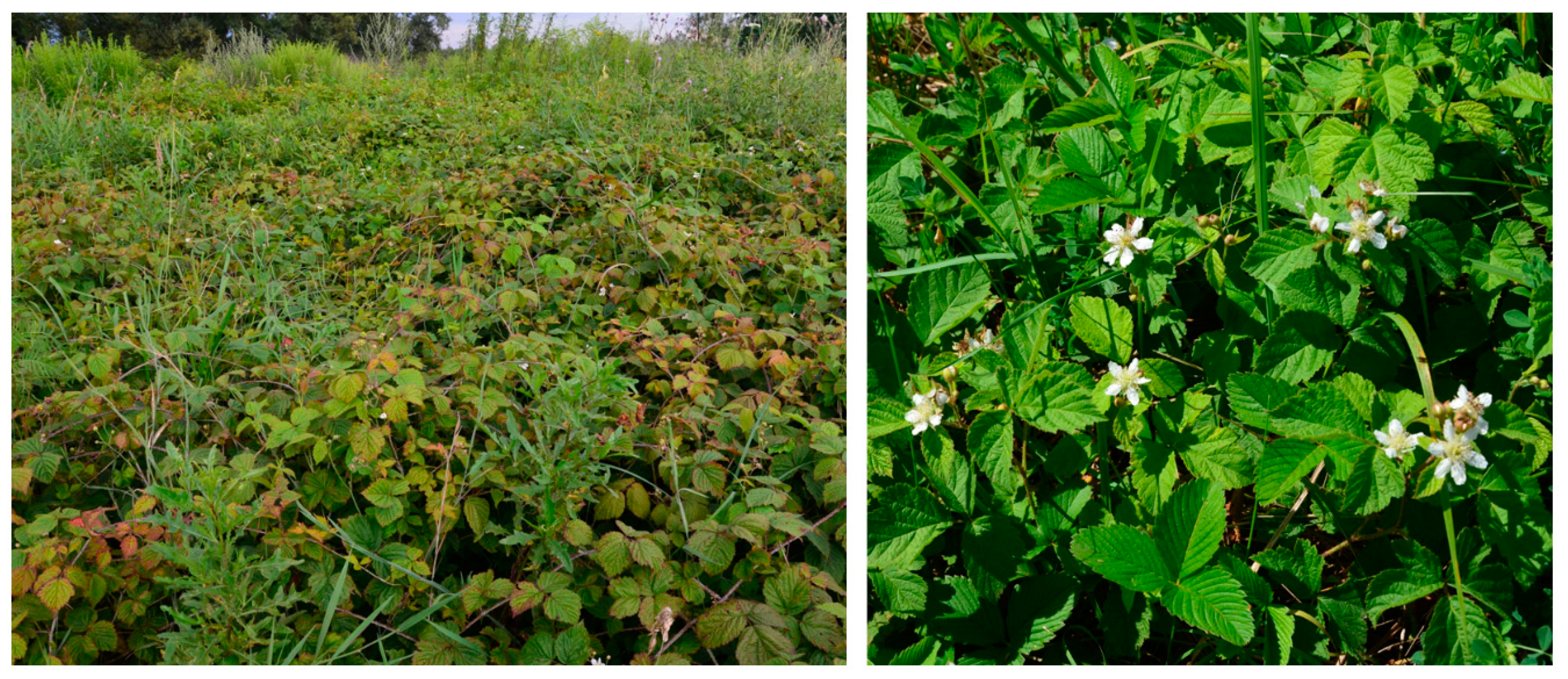 Remotesensing 13 00107 g001 Remotesensing 13 00107 g001