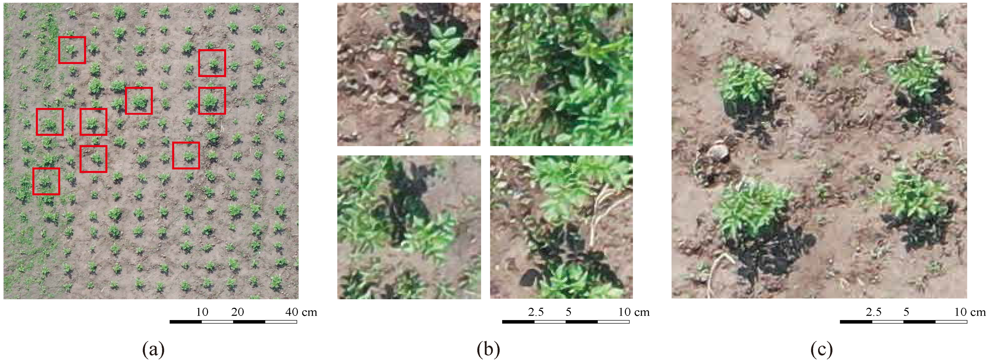 Remotesensing 13 00310 g005 Remotesensing 13 00310 g005