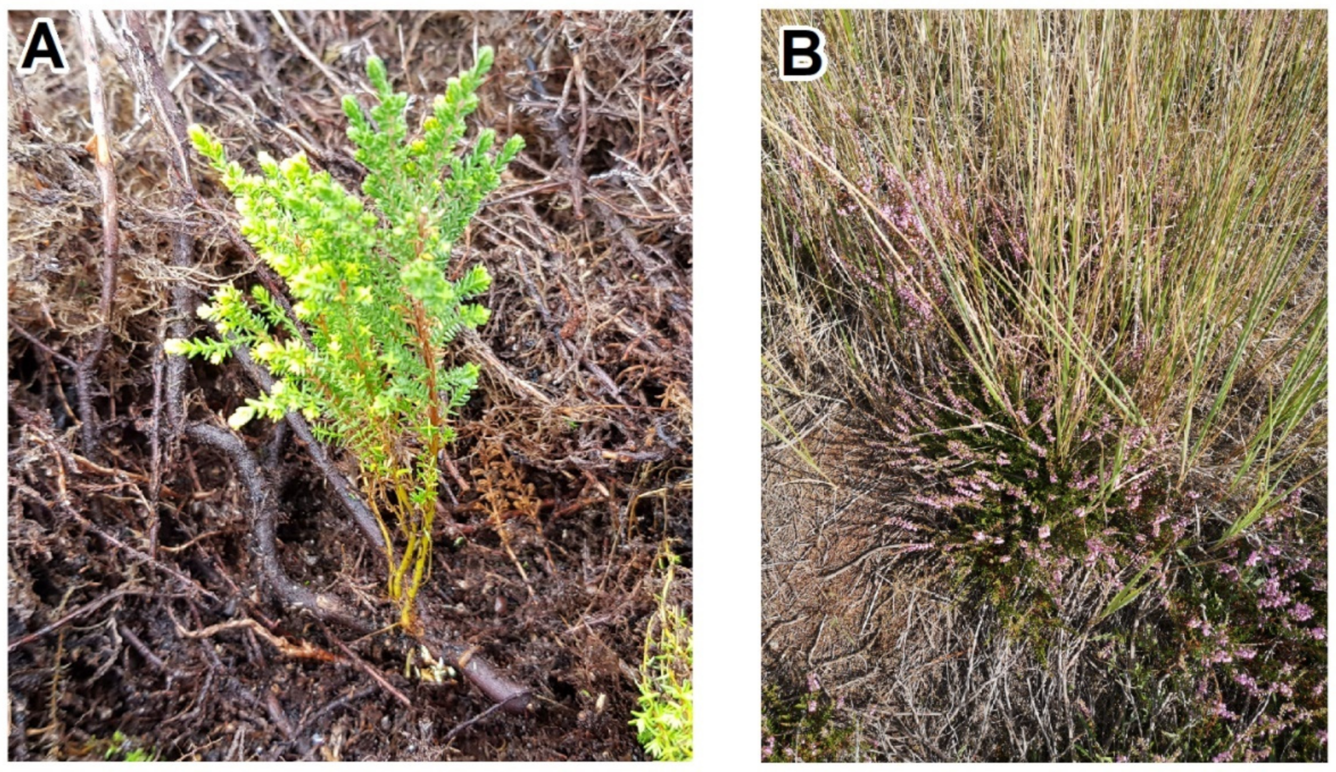 Remotesensing 13 00625 g002 Remotesensing 13 00625 g002