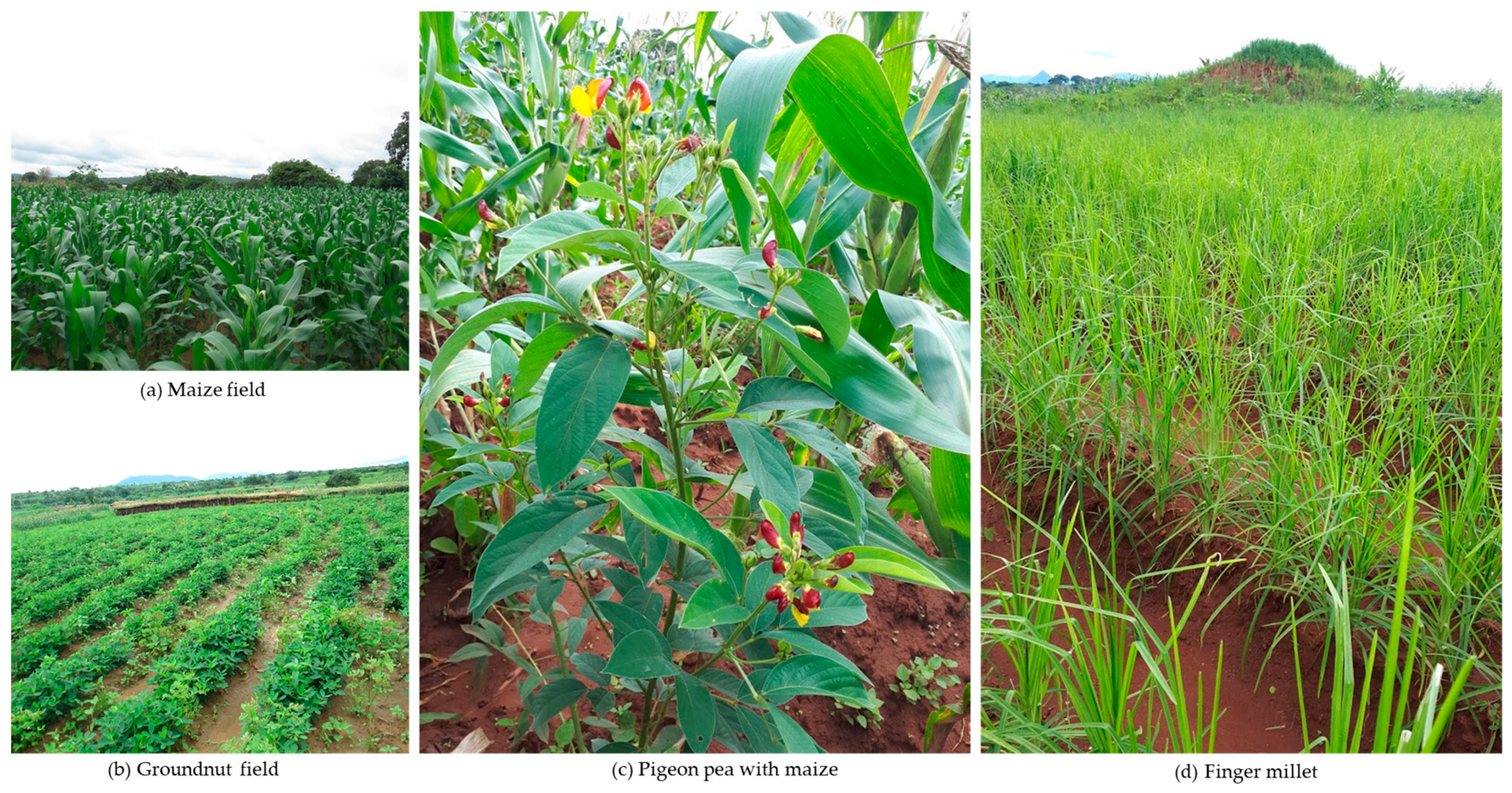 Remotesensing 13 00700 g002