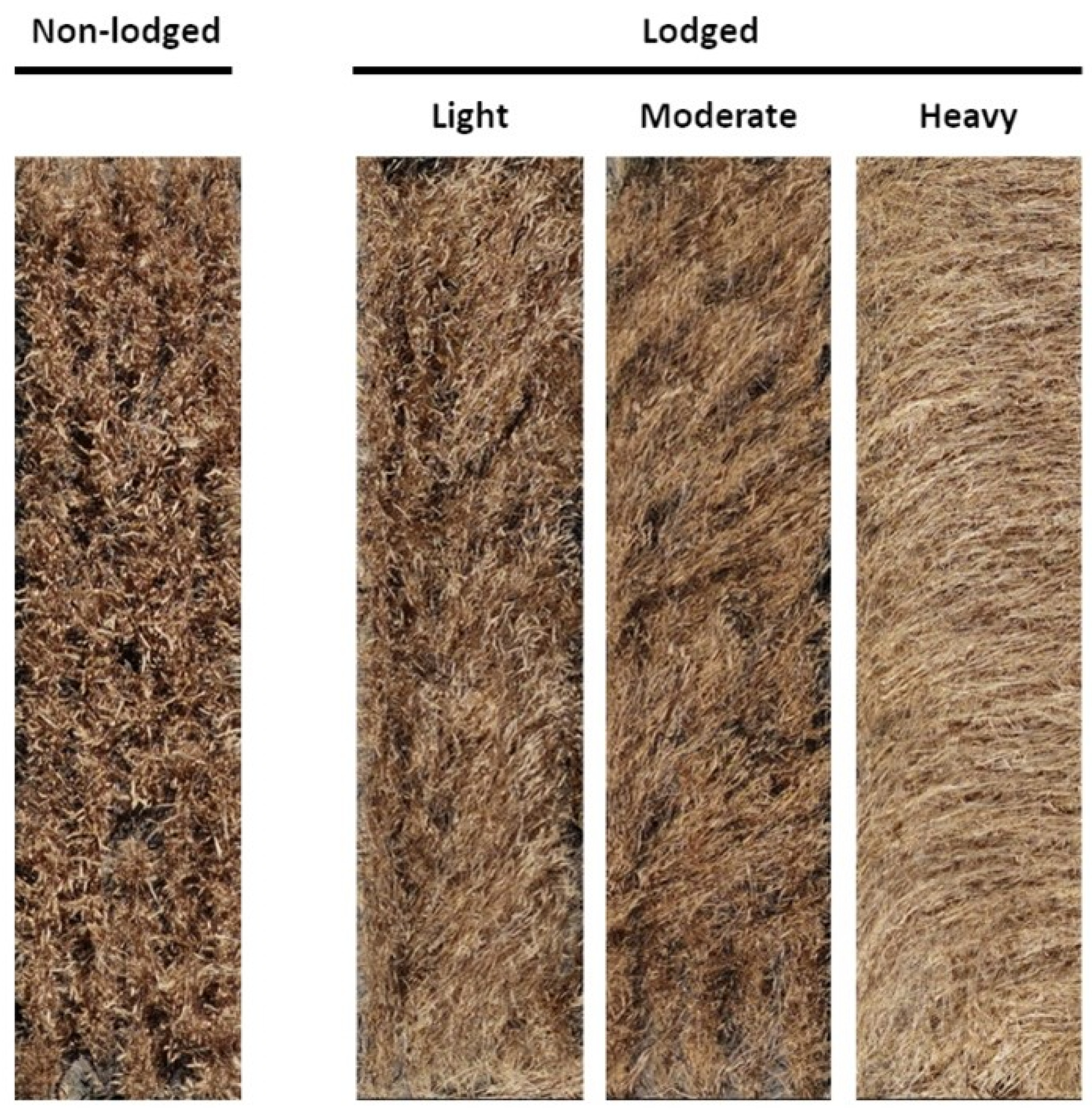 Remotesensing 13 00858 g004