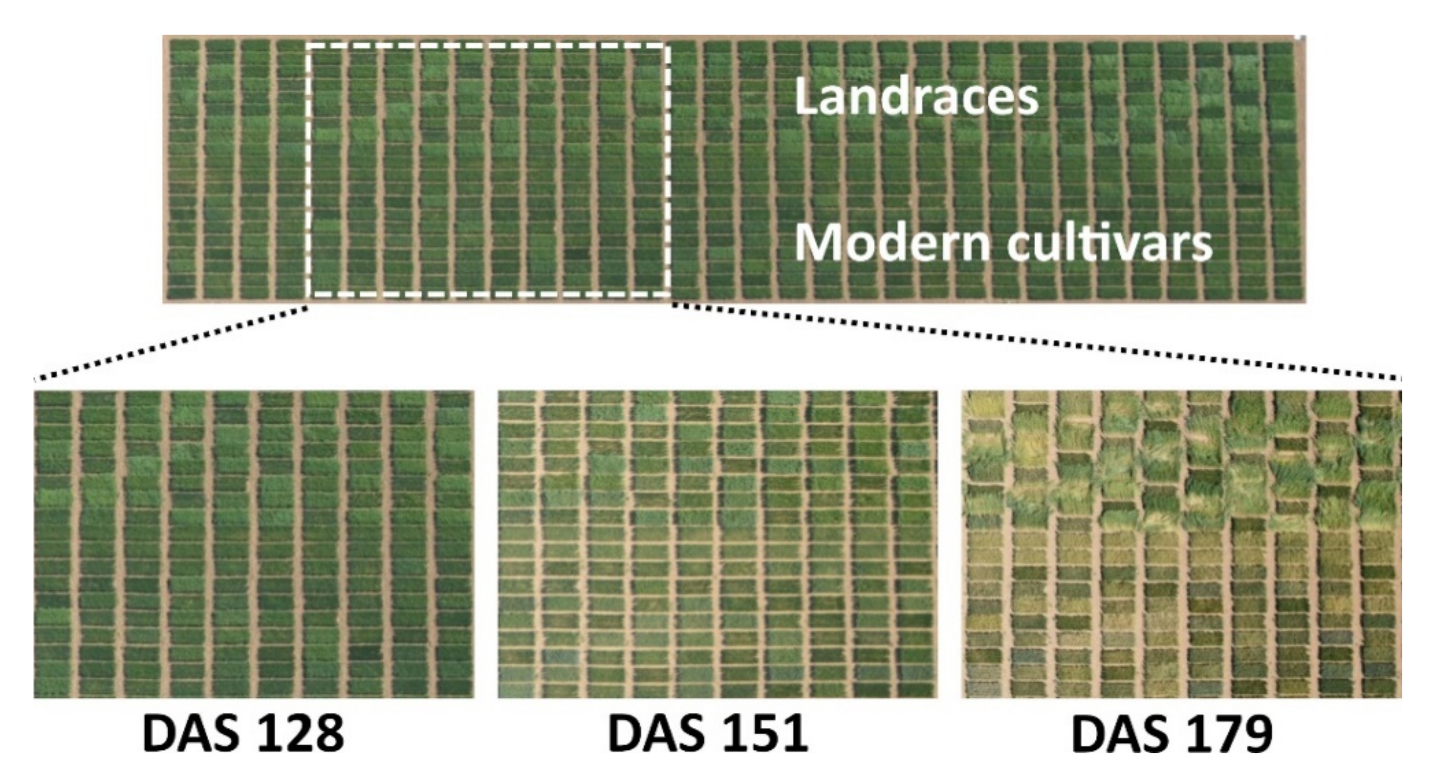 Remote Sensing Free Full Text Using Unmanned Aerial Vehicle And Ground Based Rgb Indices To Assess Agronomic Performance Of Wheat Landraces And Cultivars In A Mediterranean Type Environment Html