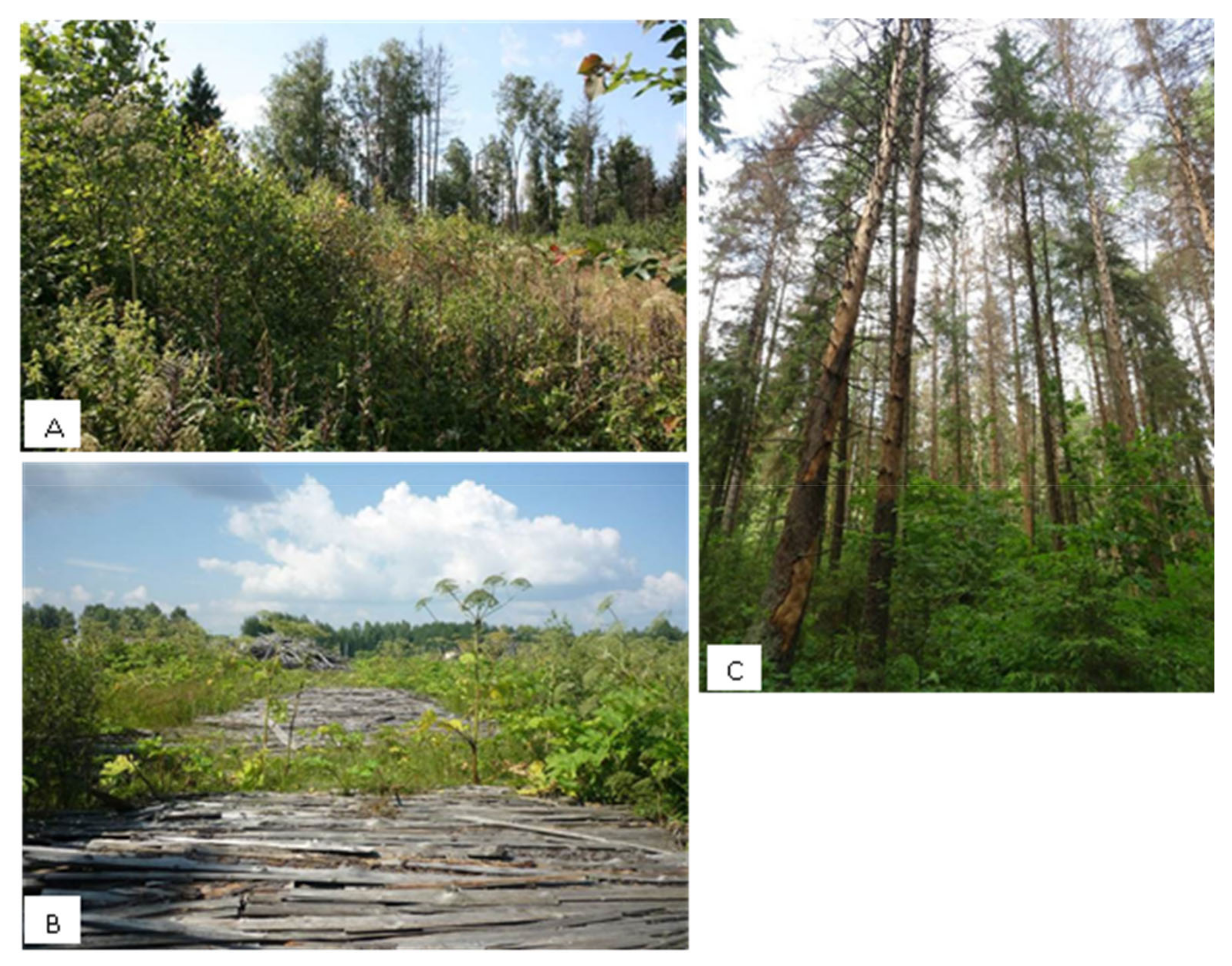 Remotesensing 13 01886 g002