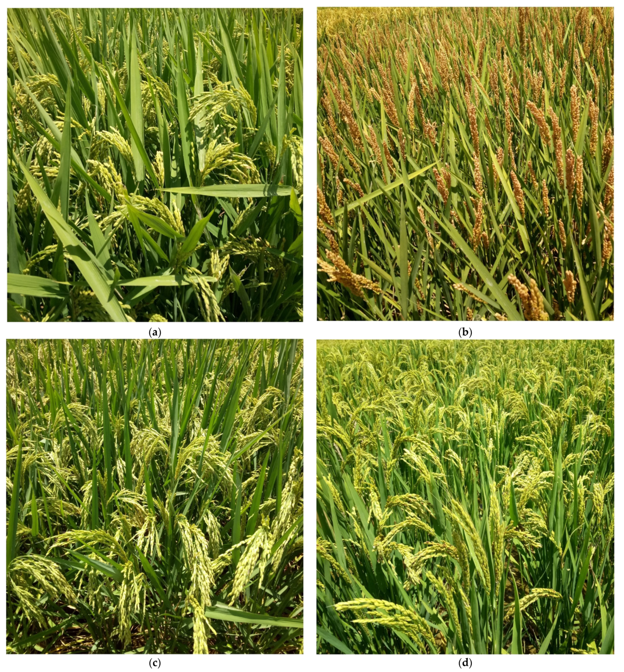 Remotesensing 13 02190 g001 Remotesensing 13 02190 g001