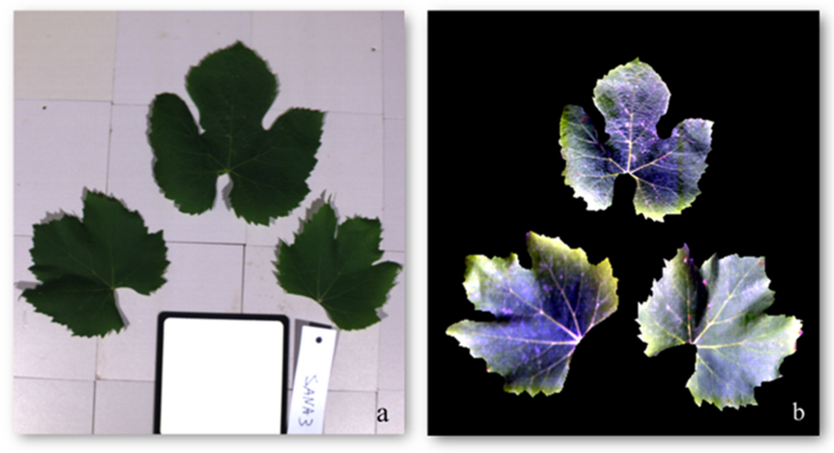 Remotesensing 13 02436 g004