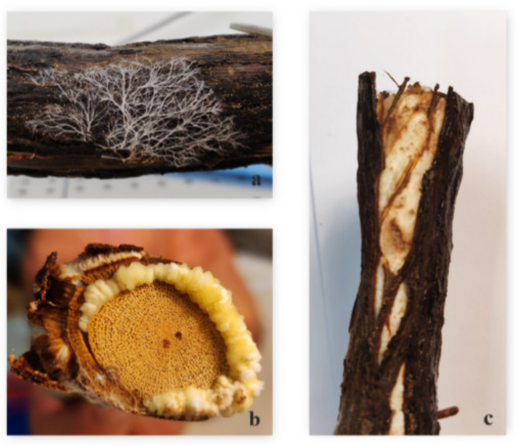 Remotesensing 13 02436 g006