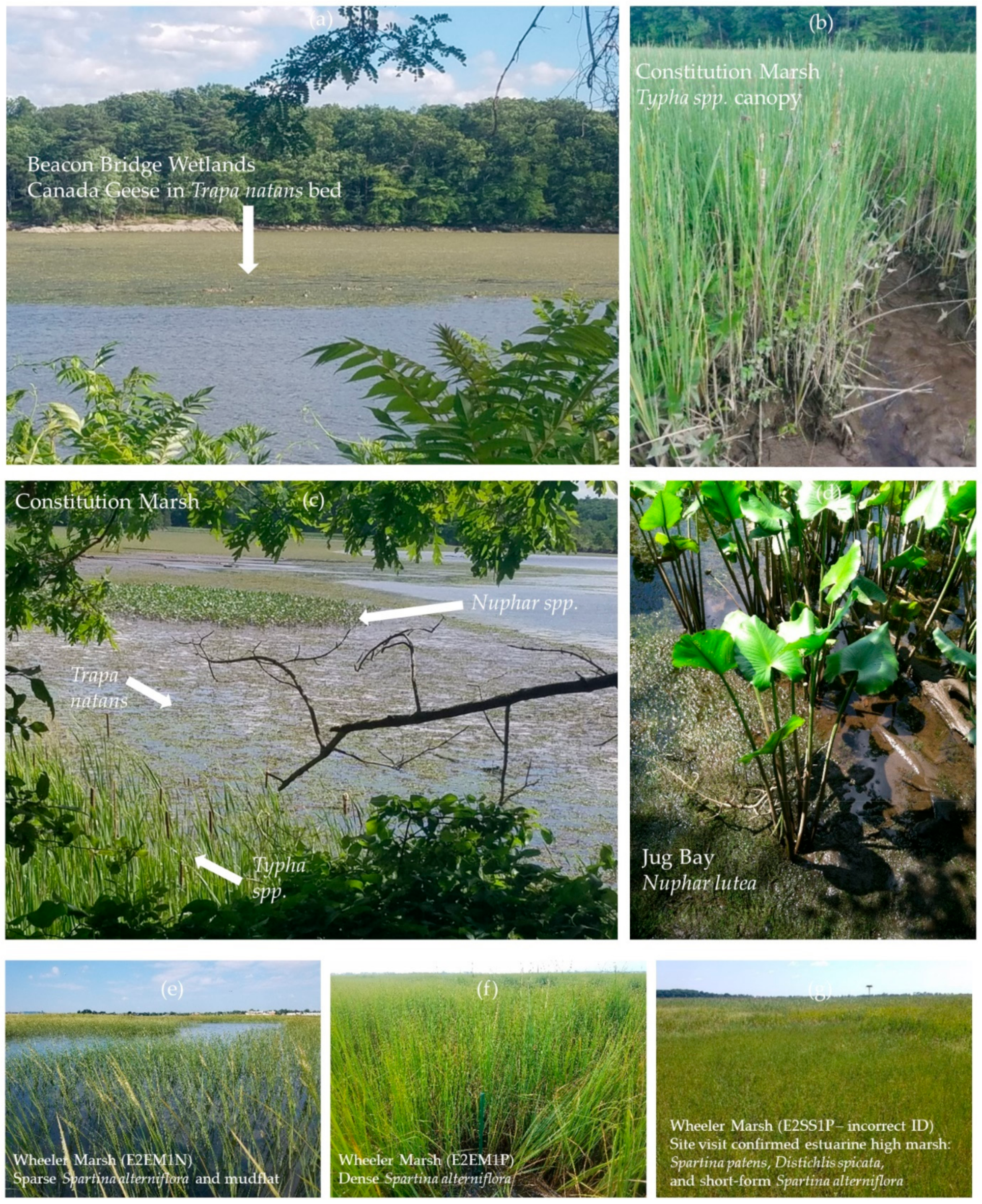 Remotesensing 13 02495 g003