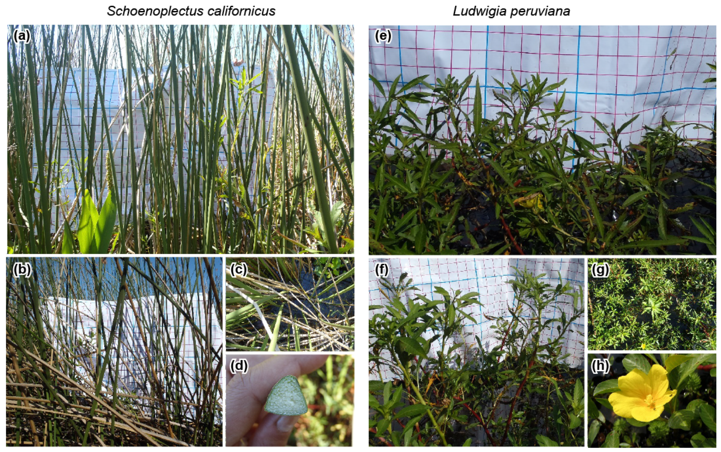 Remotesensing 13 02518 g002