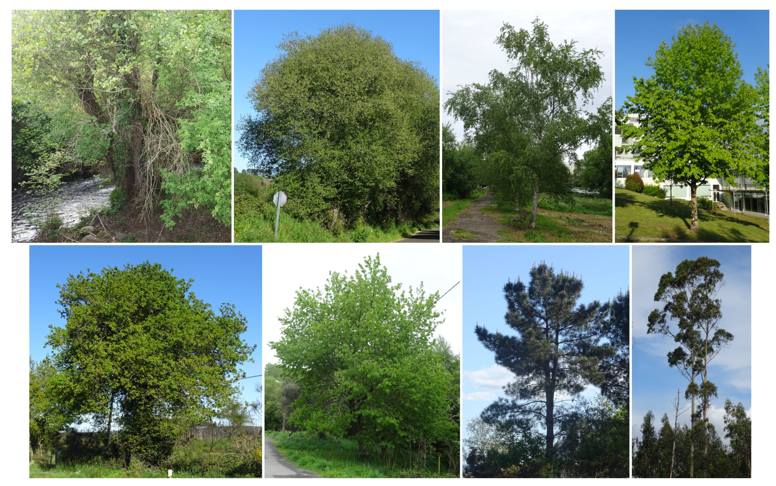 Remotesensing 13 02687 g007 550