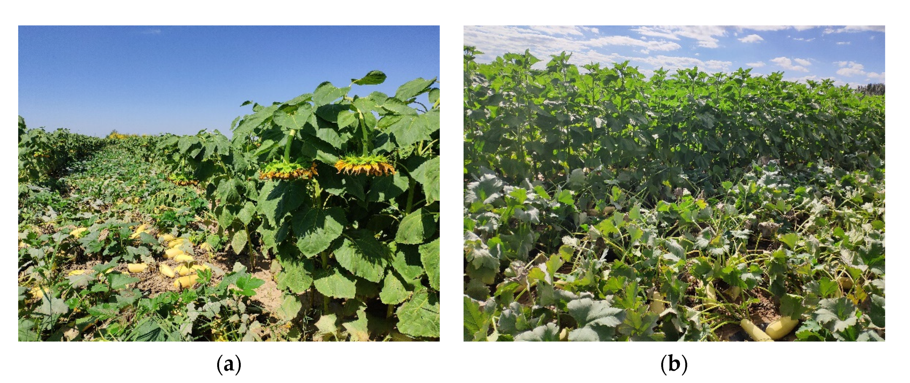 Remotesensing 13 02706 g011 550