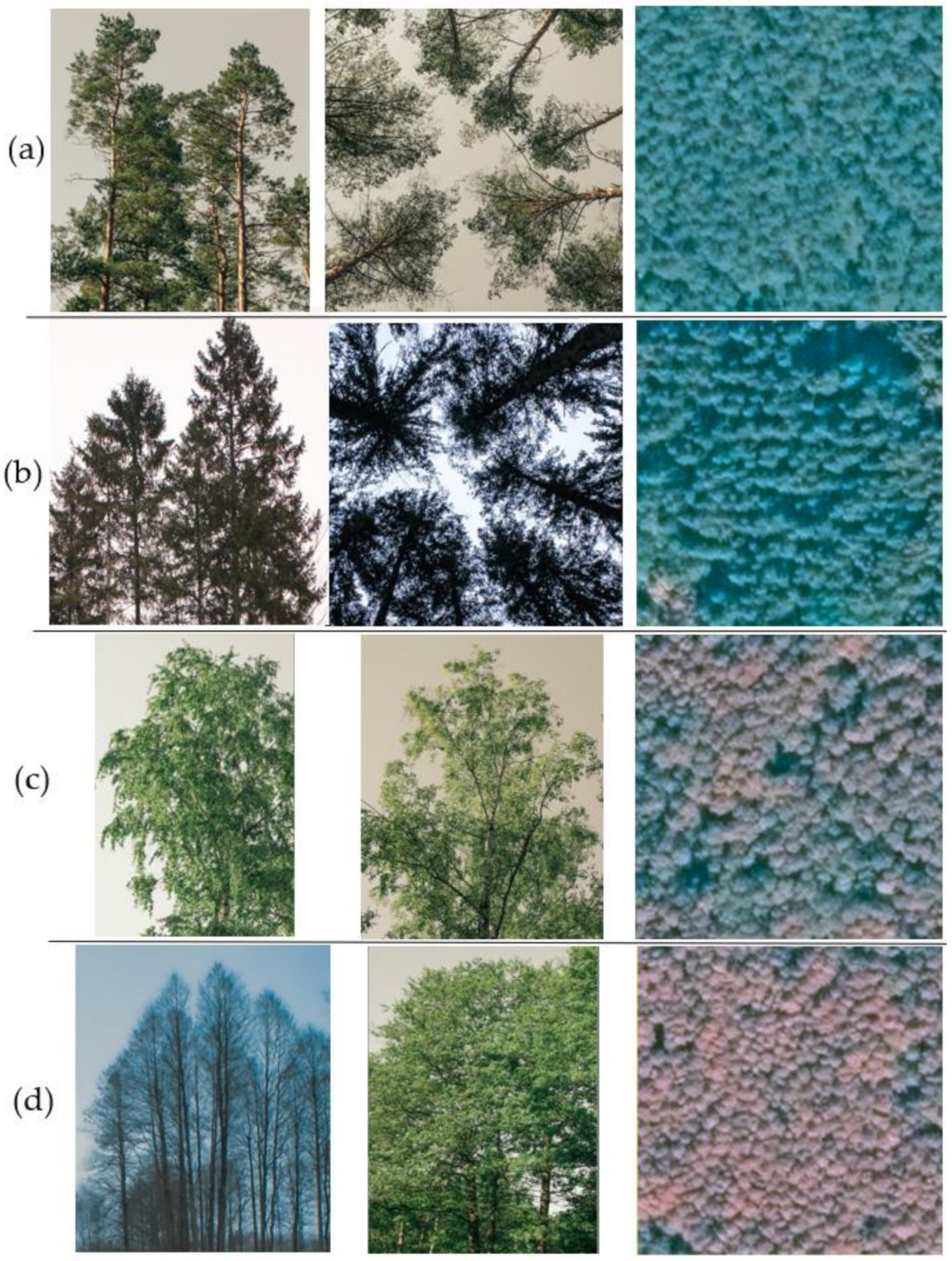 Remotesensing 13 02941 g009 550