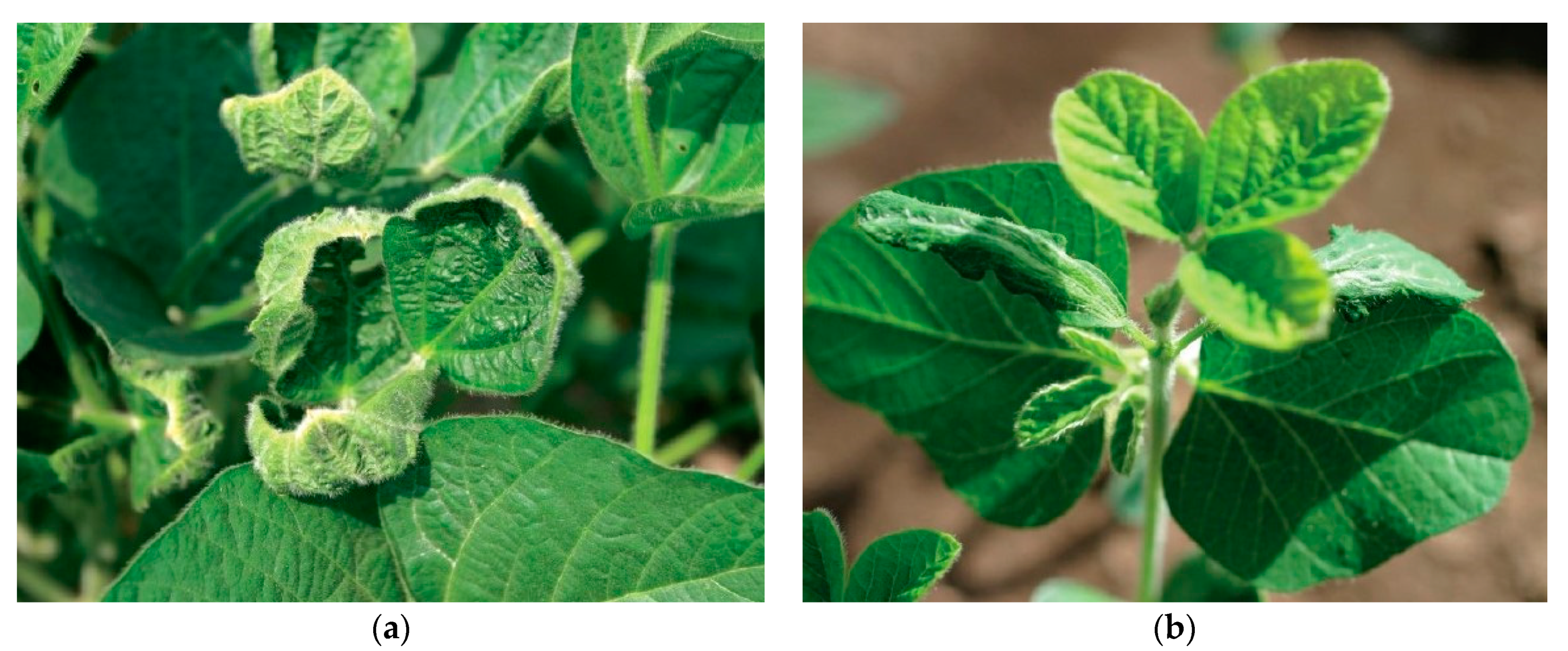 Remotesensing 13 03682 g001