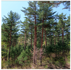 Remotesensing 13 03736 i008