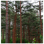 Remotesensing 13 03736 i019