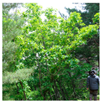 Remotesensing 13 03736 i024